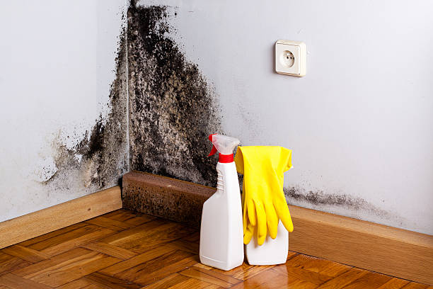 Best Black Mold Removal  in Cuero, TX